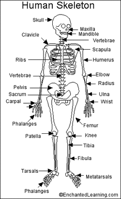Skeletal System Diagram!:D - The Skeletal System:D